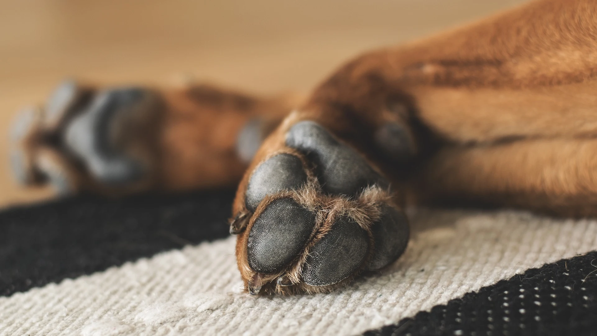 Patas de un perro Patas de un perro