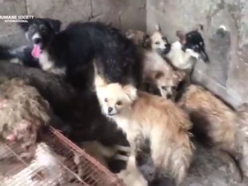 El festival anual de carne de perro en Yulin tortura, mata y cocina hasta 15.000 perros para venderlos 