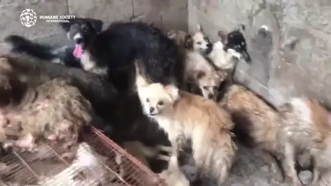 El festival anual de carne de perro en Yulin tortura, mata y cocina hasta 15.000 perros para venderlos El festival anual de carne de perro en Yulin tortura, mata y cocina hasta 15.000 perros para venderlos