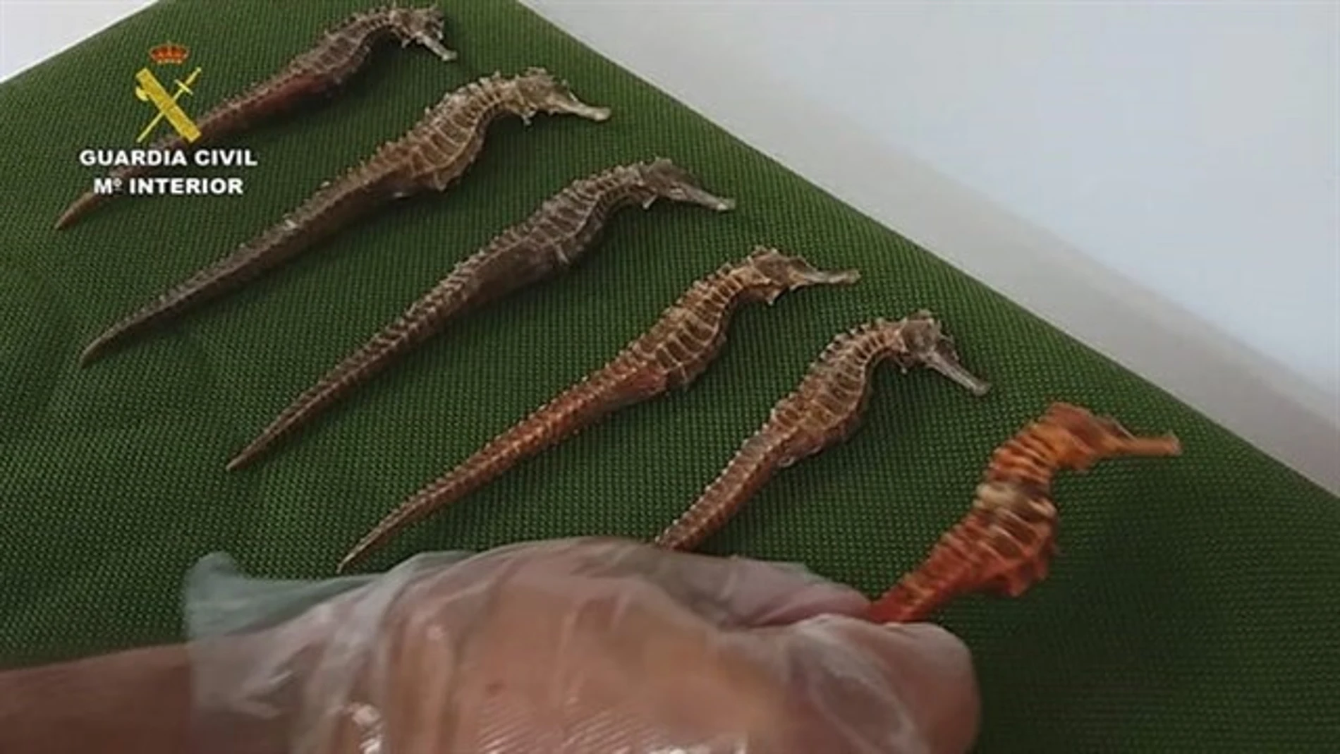 La Guardia Civil interviene en Gran Canaria 49 caballitos de mar disecados La Guardia Civil interviene en Gran Canaria 49 caballitos de mar disecados