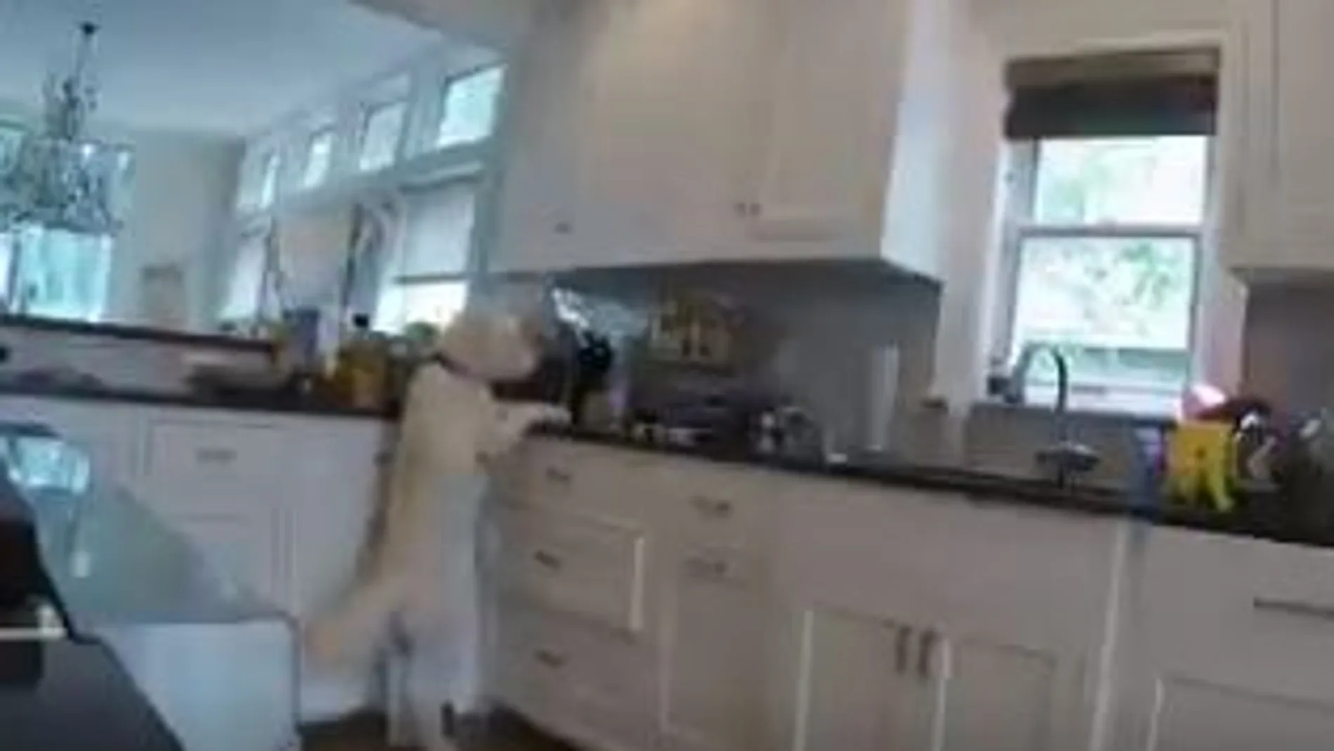 Portada - un perro roba galletas de la encimera de la cocina Portada - un perro roba galletas de la encimera de la cocina