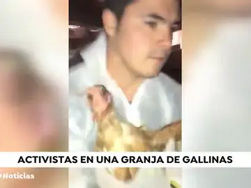 Un grupo de animalistas se cuelan en una granja para liberar gallinas Un grupo de animalistas se cuelan en una granja para liberar gallinas