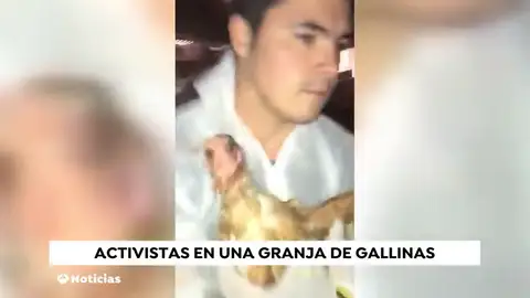 Un grupo de animalistas se cuelan en una granja para liberar gallinas Un grupo de animalistas se cuelan en una granja para liberar gallinas