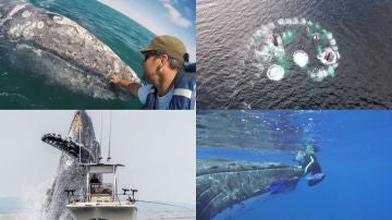 Ballenas