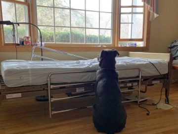 Moose junto a la cama del hospital