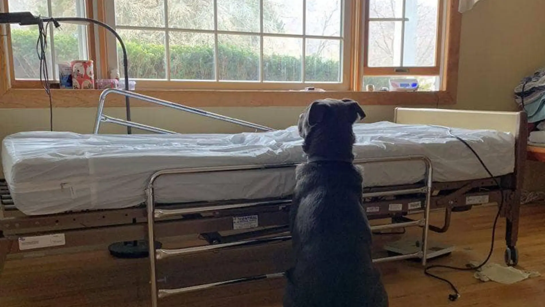 Moose junto a la cama del hospital Moose junto a la cama del hospital