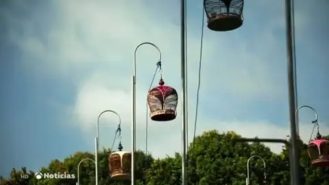 Concurso de canto de aves. Concurso de canto de aves.