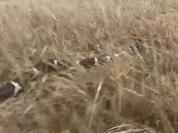 Lucha en Gran Canaria contra la culebra real californiana Lucha en Gran Canaria contra la culebra real californiana