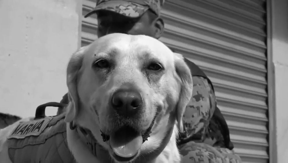 Se jubila Frida, la perra rescatista que sirvió a la Armada mexicana durante 10 años