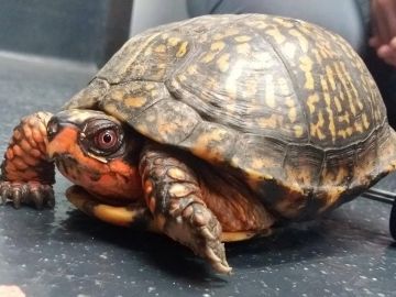 Pedro, la tortuga (Hospital Veterinario de la Universidad Estatal de Louisiana) Pedro, la tortuga (Hospital Veterinario de la Universidad Estatal de Louisiana)
