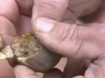 La polilla guatemalteca acaba con la cosecha de papas en Tenerife La polilla guatemalteca acaba con la cosecha de papas en Tenerife