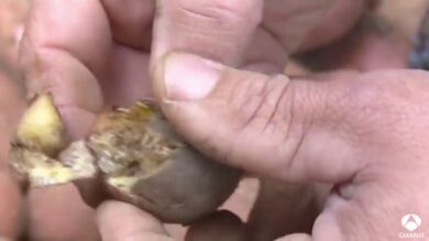 La polilla guatemalteca acaba con la cosecha de papas en Tenerife