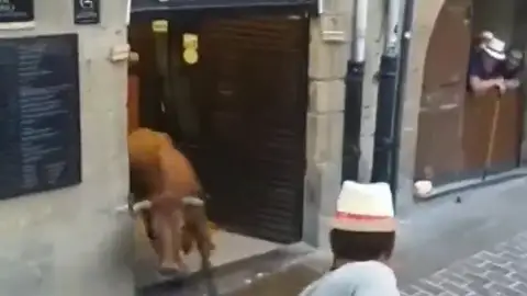 Una vaquilla abandona un encierro en Laguardia y se va de bares Una vaquilla abandona un encierro en Laguardia y se va de bares