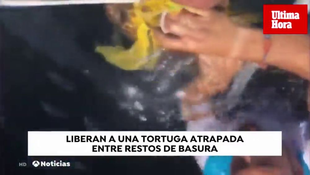 Dos jóvenes rescatan a una tortuga de las garras del plástico en Soler