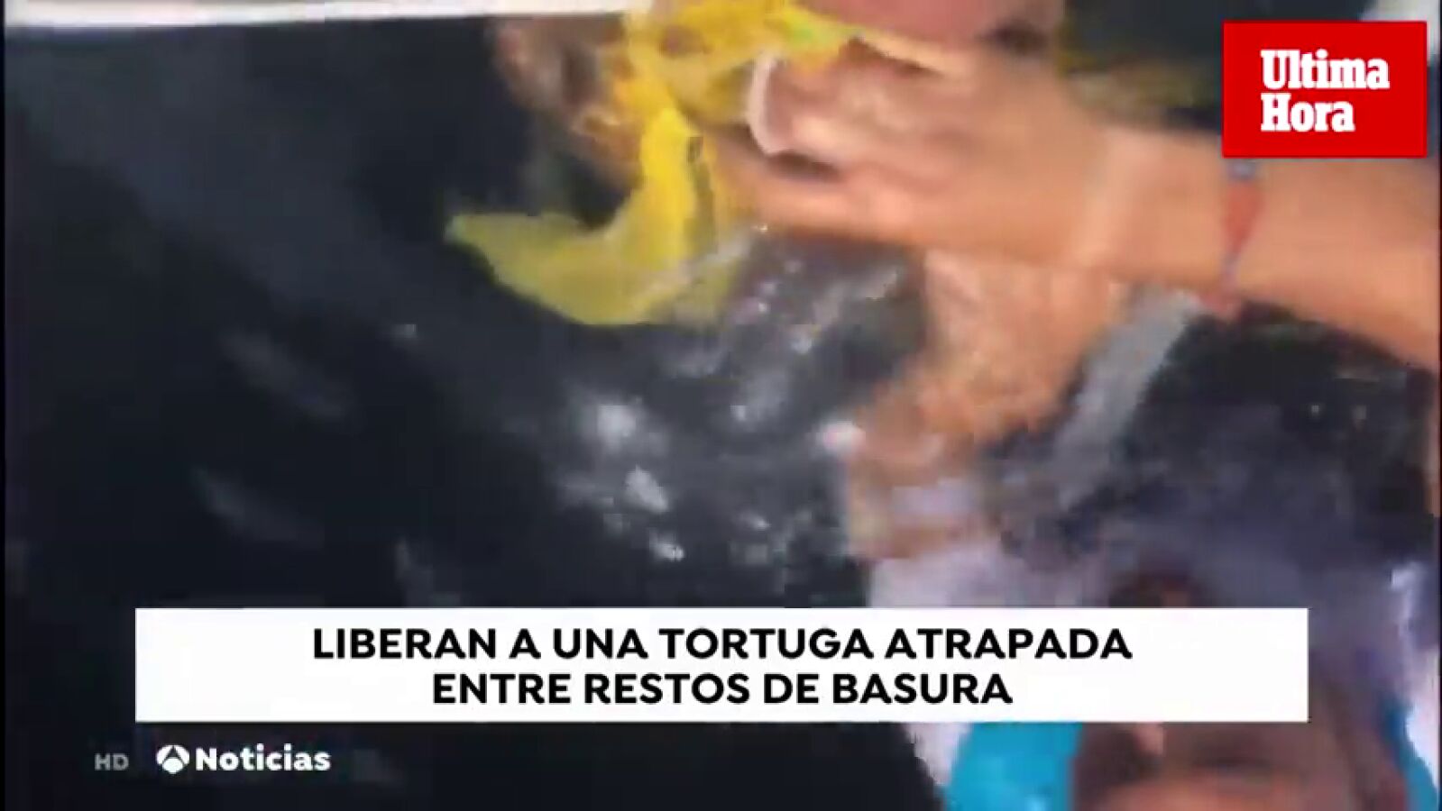 Dos jóvenes rescatan a una tortuga enredada en plásticos en la costa de Soler