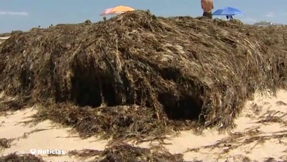 Algas originarias de Japón invaden las playas de Tarifa impidiendo el baño