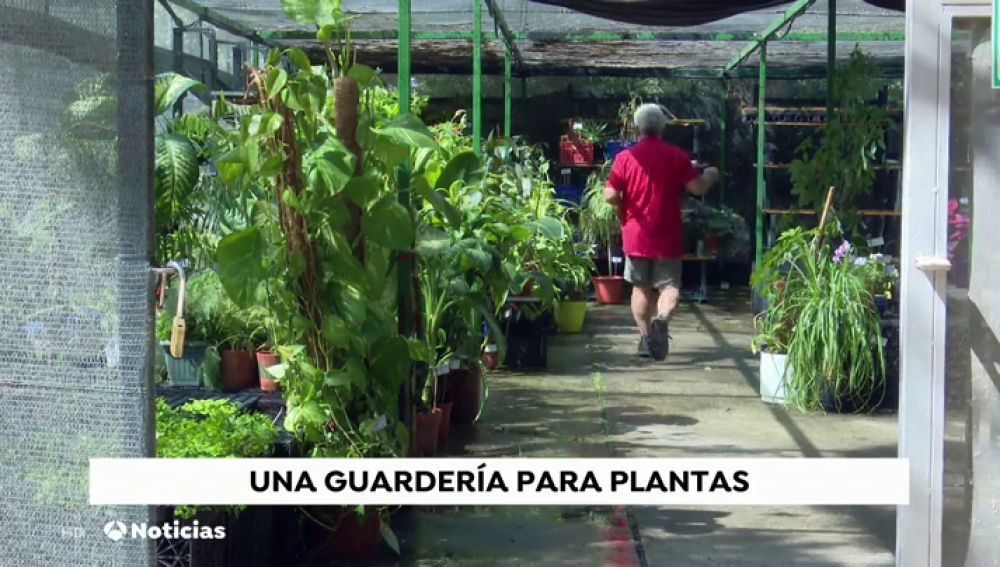 Una guardería para plantas: la solución para no dejarlas solas en verano
