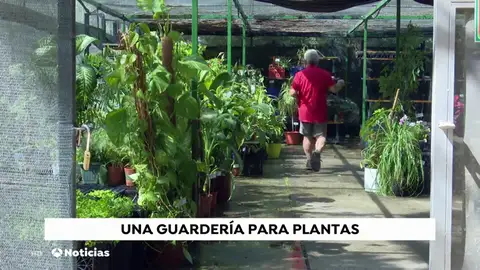 Una guardería para plantas: la solución para no dejarlas solas en verano Una guardería para plantas: la solución para no dejarlas solas en verano