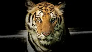 Imagen de archivo de un tigre Imagen de archivo de un tigre