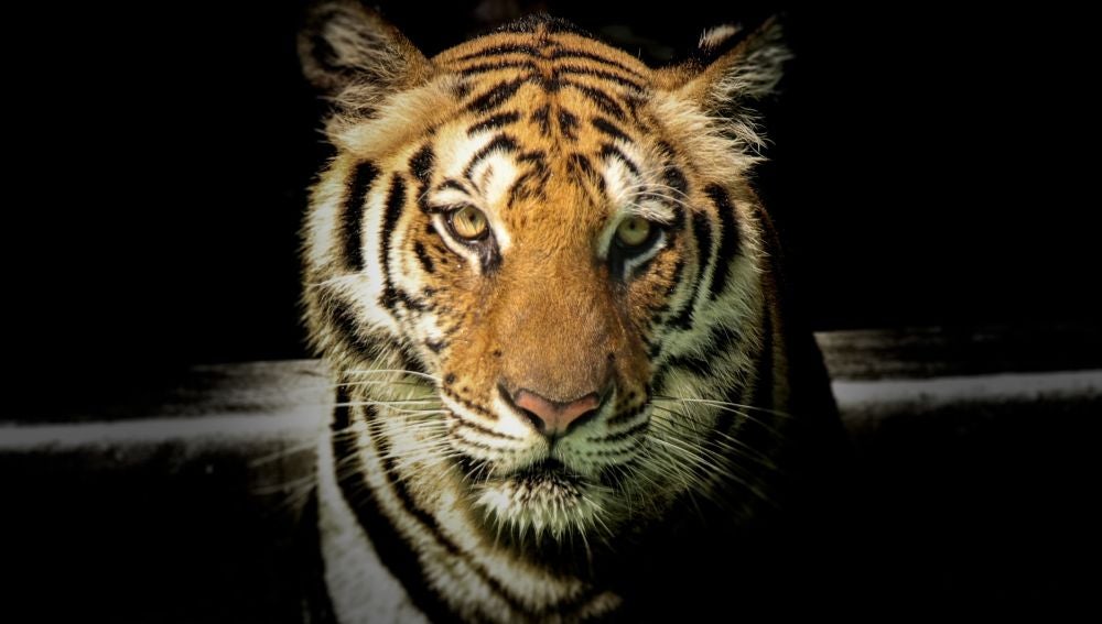 Imagen de archivo de un tigre