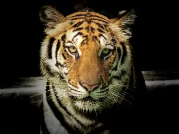 Imagen de archivo de un tigre Imagen de archivo de un tigre