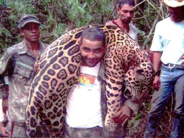 Jaguares cazados de manera ilegal en Brasil