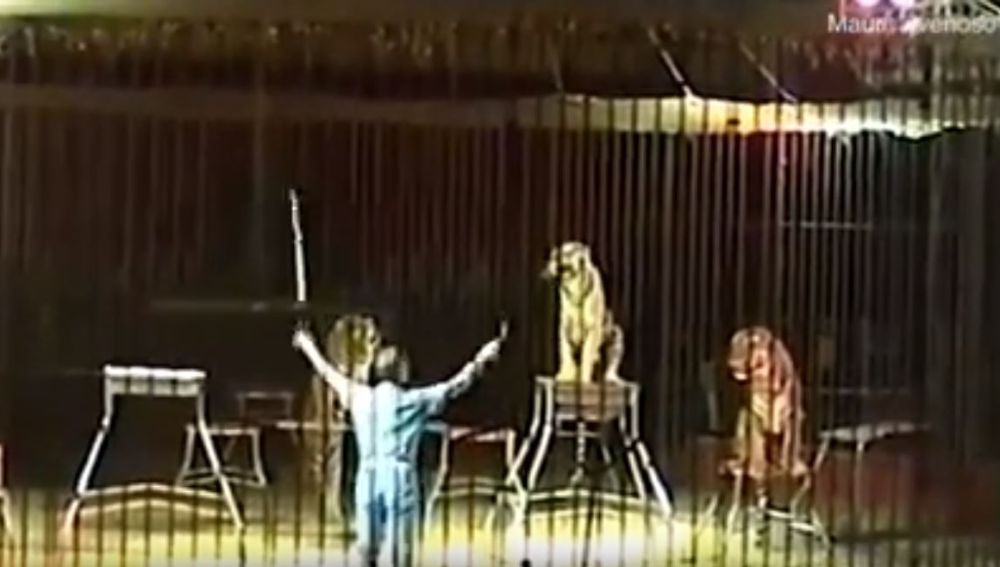 Los tigres durante el ensayo