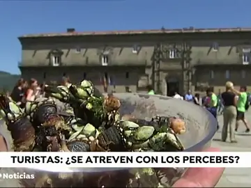 ¿Qué opinan los turistas de los percebes de Galicia? ¿Qué opinan los turistas de los percebes de Galicia?