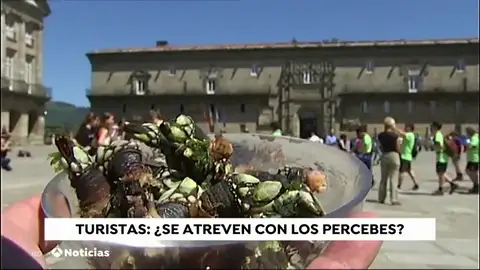 ¿Qué opinan los turistas de los percebes de Galicia? ¿Qué opinan los turistas de los percebes de Galicia?