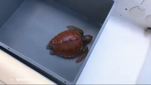 NUEVA TORTUGA NUEVA TORTUGA