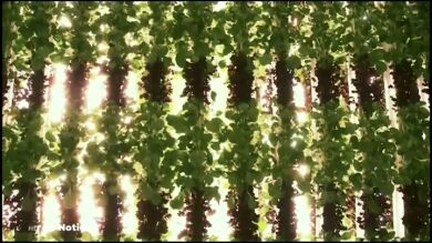 Huertos verticales, la agricultura que acaba con los pesticidas