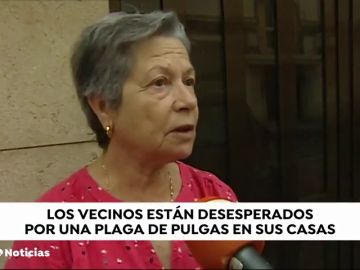 Vecinos de la Malvarrosa (Valencia) denuncian la plaga de pulgas que sufren por culpa de una vecina