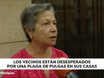 Vecinos de la Malvarrosa (Valencia) denuncian la plaga de pulgas que sufren por culpa de una vecina Vecinos de la Malvarrosa (Valencia) denuncian la plaga de pulgas que sufren por culpa de una vecina