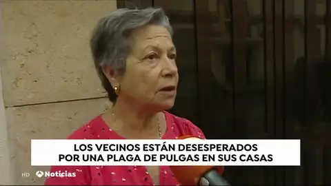 Vecinos de la Malvarrosa (Valencia) denuncian la plaga de pulgas que sufren por culpa de una vecina Vecinos de la Malvarrosa (Valencia) denuncian la plaga de pulgas que sufren por culpa de una vecina