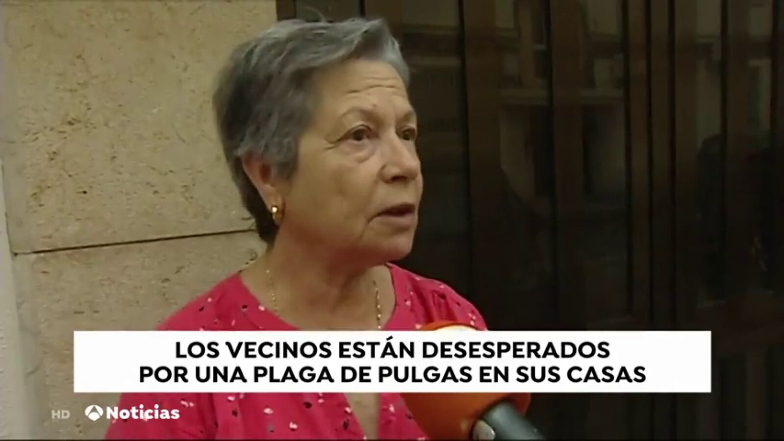 Plaga de pulgas en la Malvarrosa (Valencia) por culpa de una vecina
