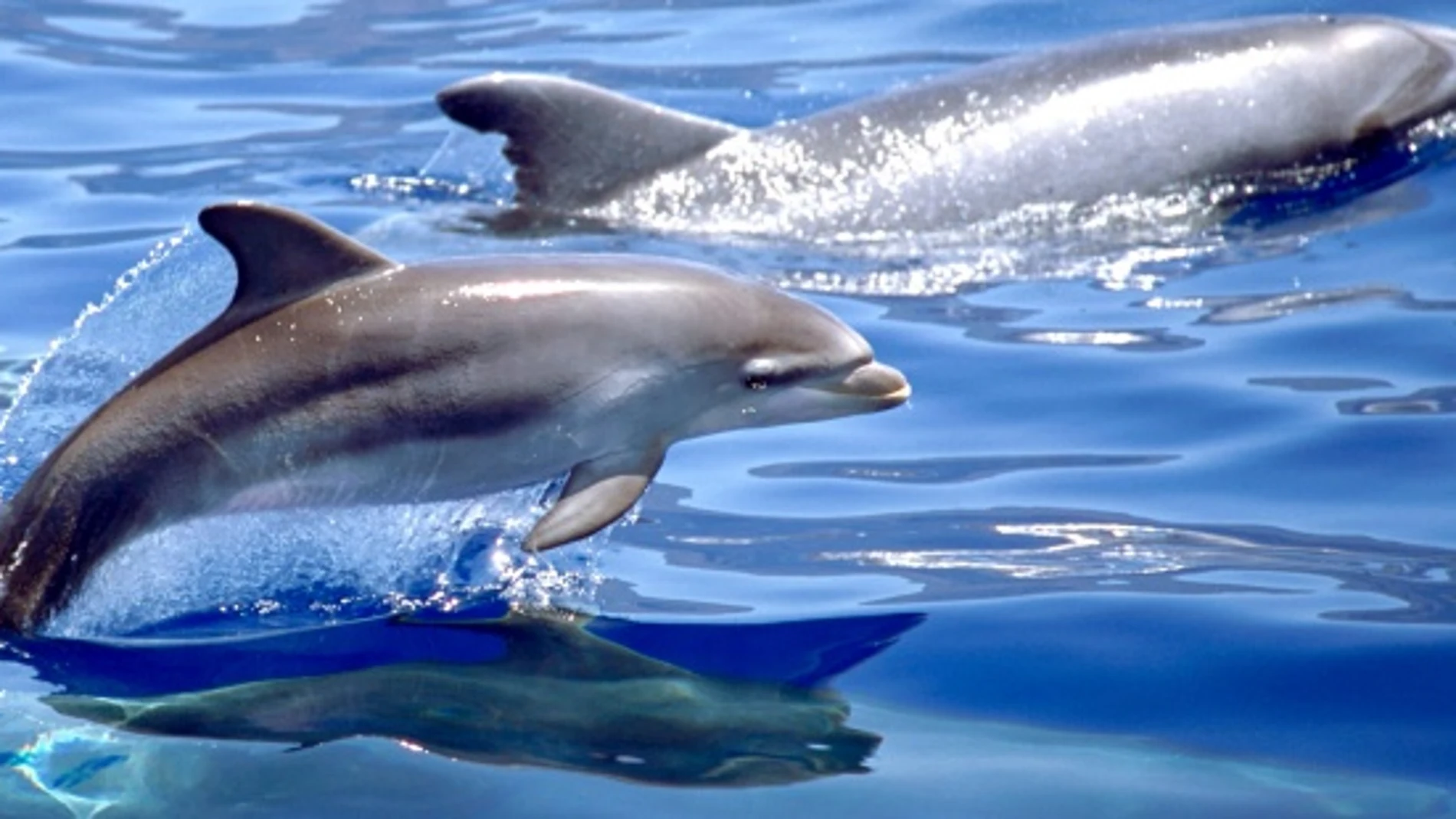 Delfines mulares Delfines mulares