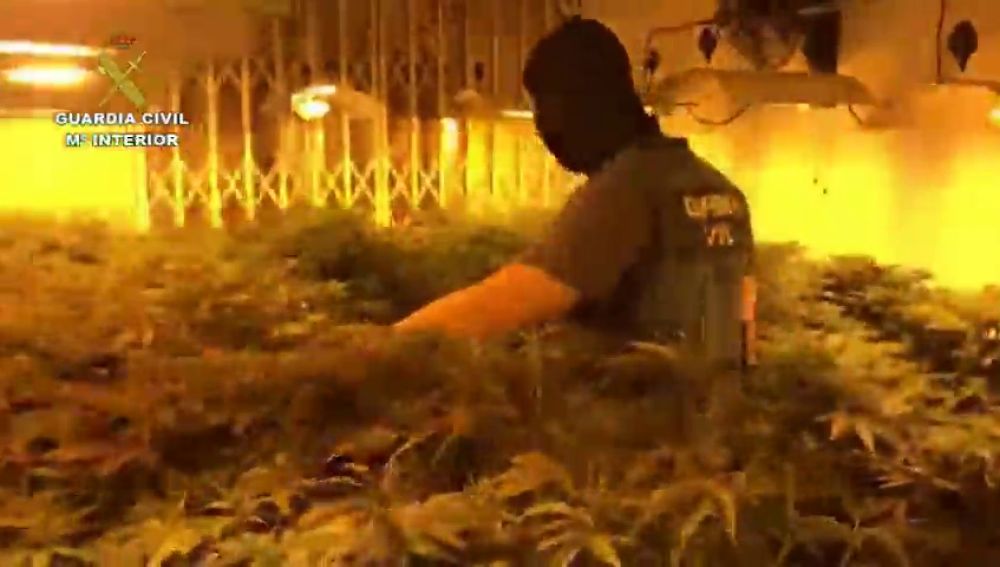  Desmantelan en Roquetas un 'narco-bloque' con 2.400 plantas de marihuana y 140 enganches ilegales