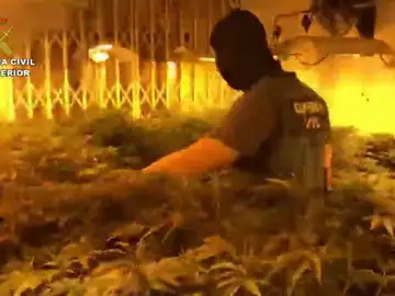 Desmantelan en Roquetas un 'narco-bloque' con 2.400 plantas de marihuana y 140 enganches ilegales Desmantelan en Roquetas un 'narco-bloque' con 2.400 plantas de marihuana y 140 enganches ilegales