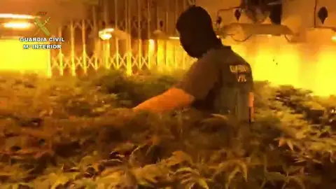 Desmantelan en Roquetas un 'narco-bloque' con 2.400 plantas de marihuana y 140 enganches ilegales Desmantelan en Roquetas un 'narco-bloque' con 2.400 plantas de marihuana y 140 enganches ilegales