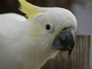 Cacatúa Cacatúa
