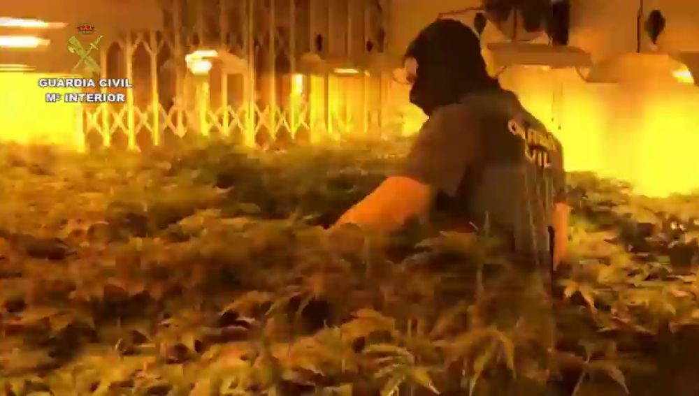 La policía desaloja en Roquetas un bloque de pisos con 2.400 plantas de Marihuana 