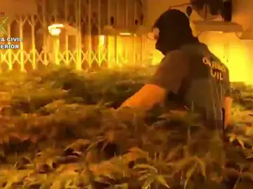 La policía desaloja en Roquetas un bloque de pisos con 2.400 plantas de Marihuana La policía desaloja en Roquetas un bloque de pisos con 2.400 plantas de Marihuana