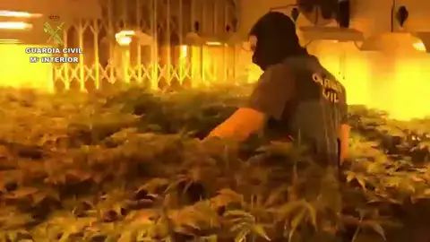La policía desaloja en Roquetas un bloque de pisos con 2.400 plantas de Marihuana La policía desaloja en Roquetas un bloque de pisos con 2.400 plantas de Marihuana