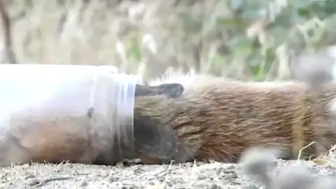 Así ha sido el rescate de un zorro que quedó atrapado dentro de un bote Así ha sido el rescate de un zorro que quedó atrapado dentro de un bote