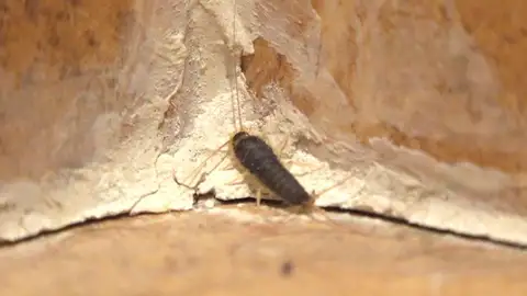 Pececillo de plata Pececillo de plata