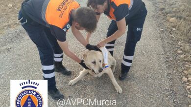 Protección Civil rescata a un perro de entre las llamas de un incendio en Murcia
