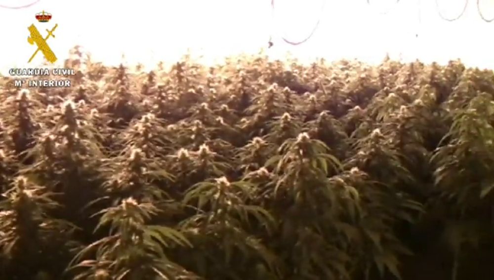 La Policía interviene unas cien plantas de marihuana al acudir a un aviso de fuga de agua