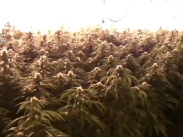 La Policía interviene unas cien plantas de marihuana al acudir a un aviso de fuga de agua