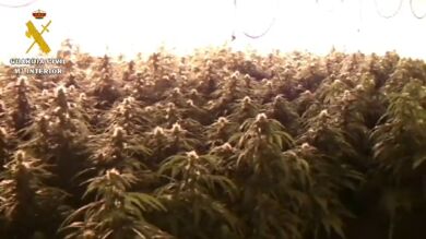 La Policía interviene unas cien plantas de marihuana al acudir a un aviso de fuga de agua
