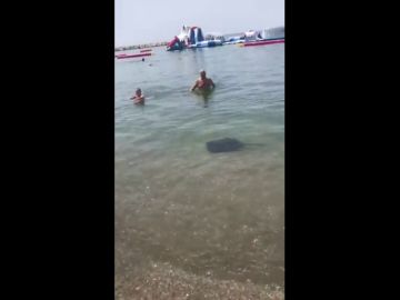 Una raya crea alerta entre los bañistas en la playa de La Malagueta